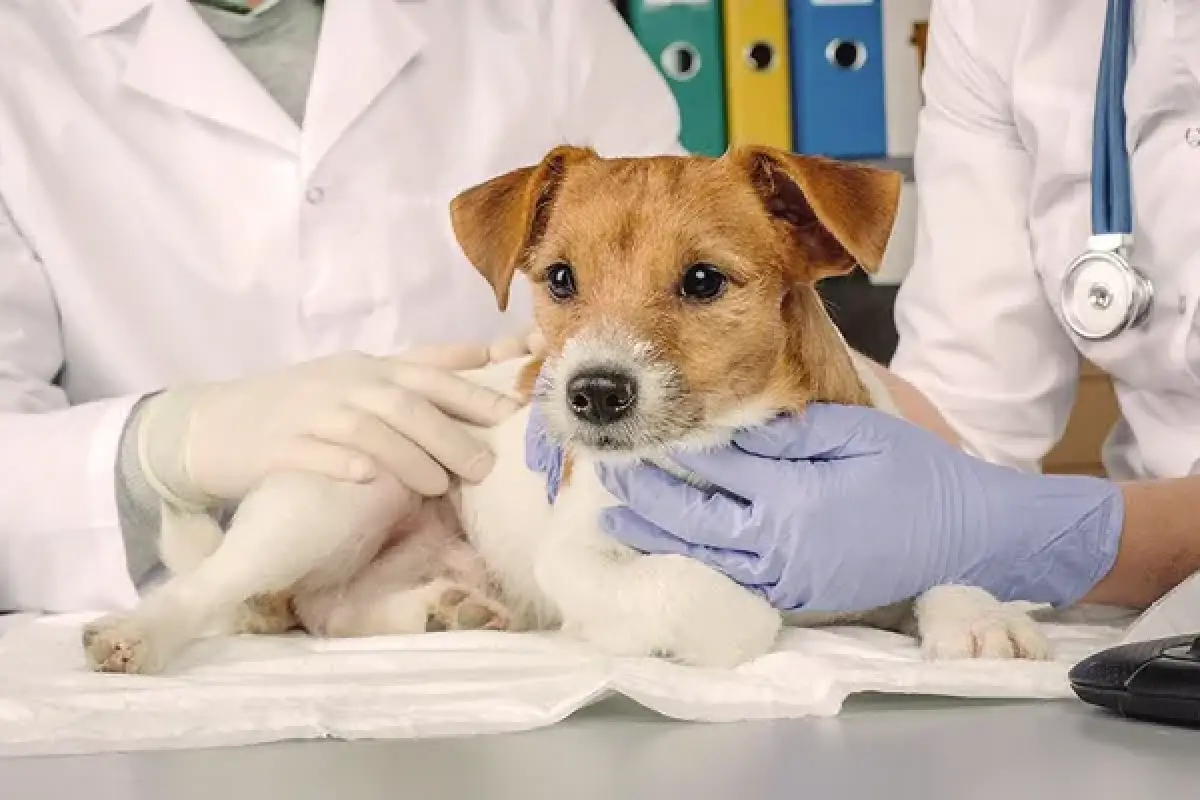 کلینیک دامپزشکی دکتر سعیده جانی تبار